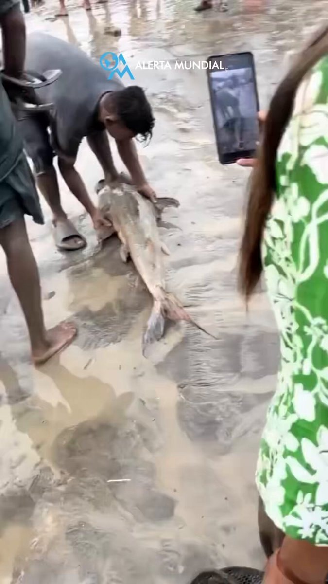 Narayani River fish after Nepal Tibet floods