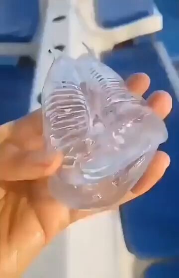 salp sea creature salp sea creature