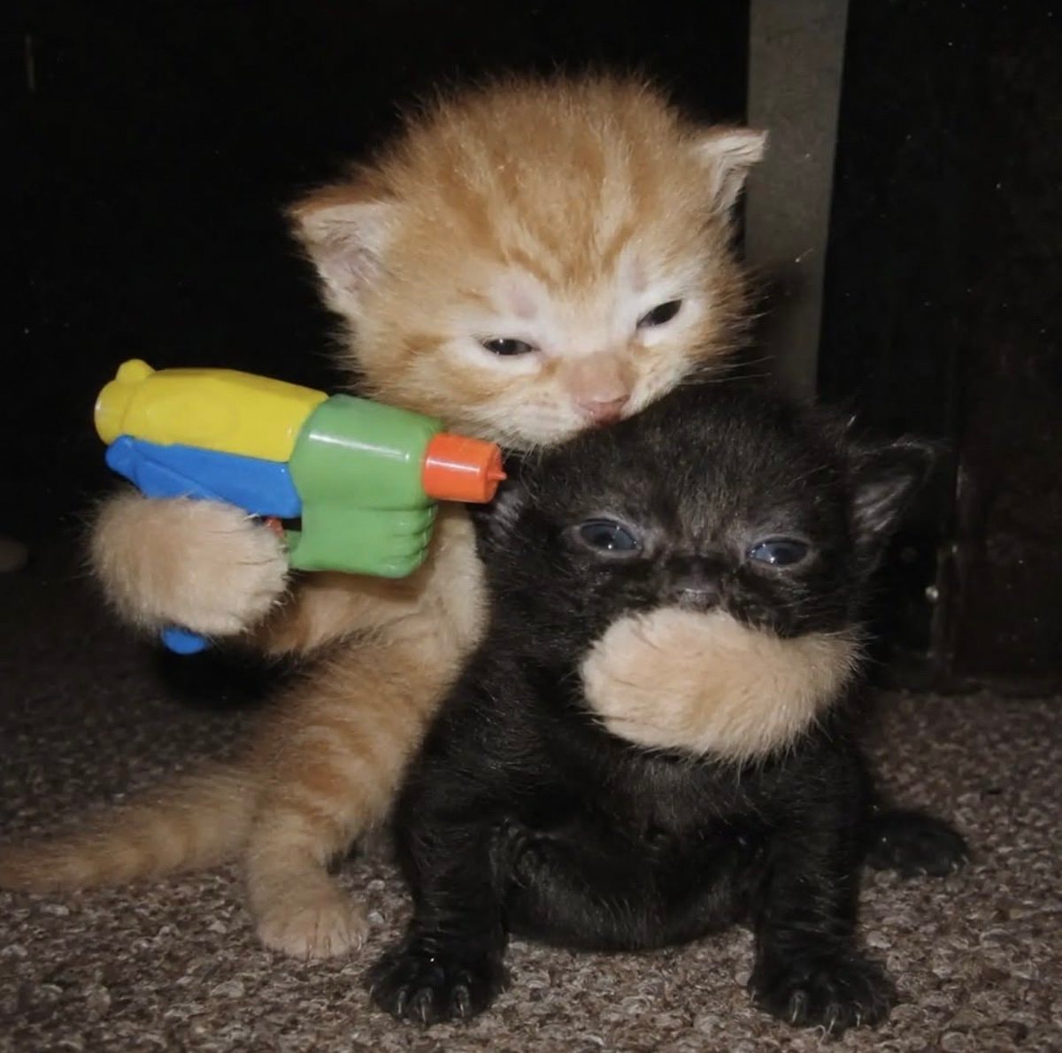 Orange tabby kitten with water gun Orange tabby kitten with water gun