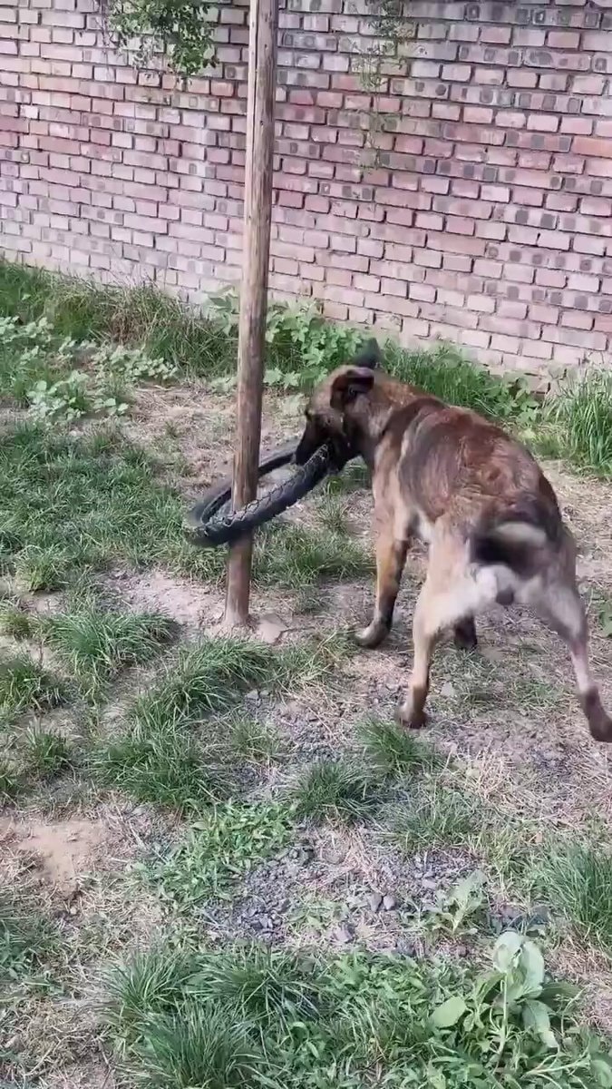 Belgian Malinois Shepherd