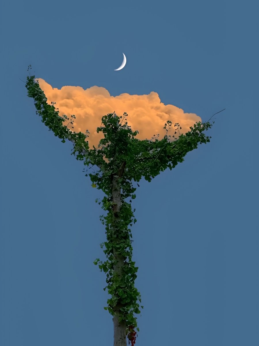 surreal nature scene with ivy tree