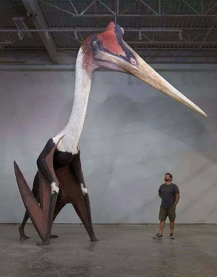Quetzalcoatlus Northropi largest flying animal