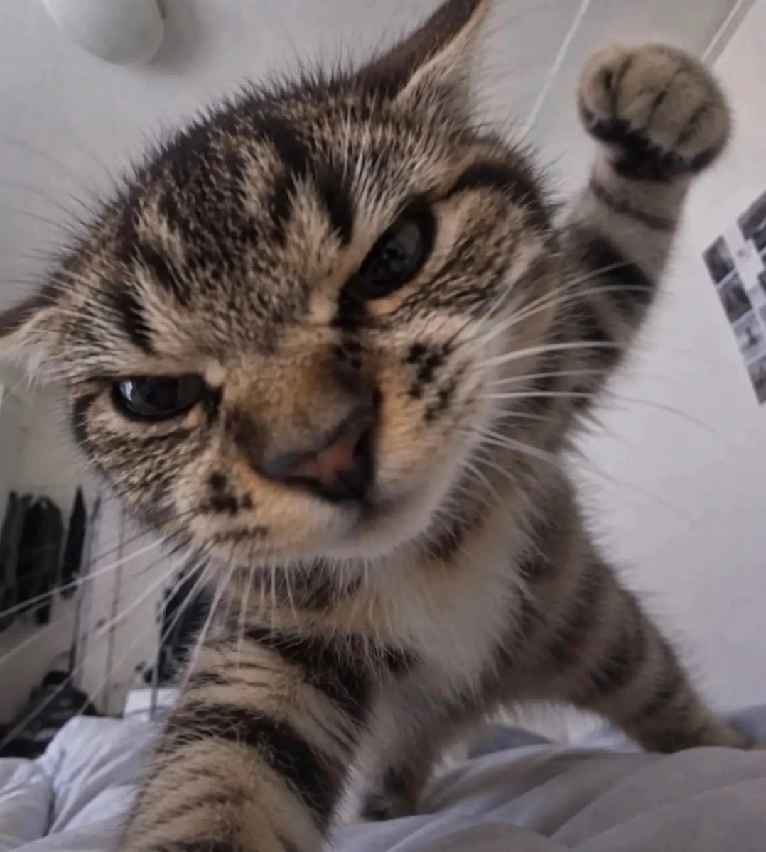 tabby kitten stern pose