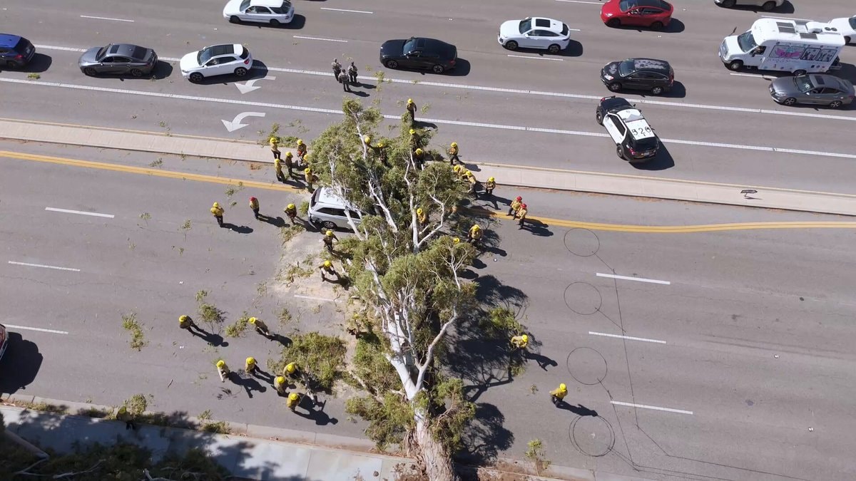 Santa Clarita tree falls on minivan