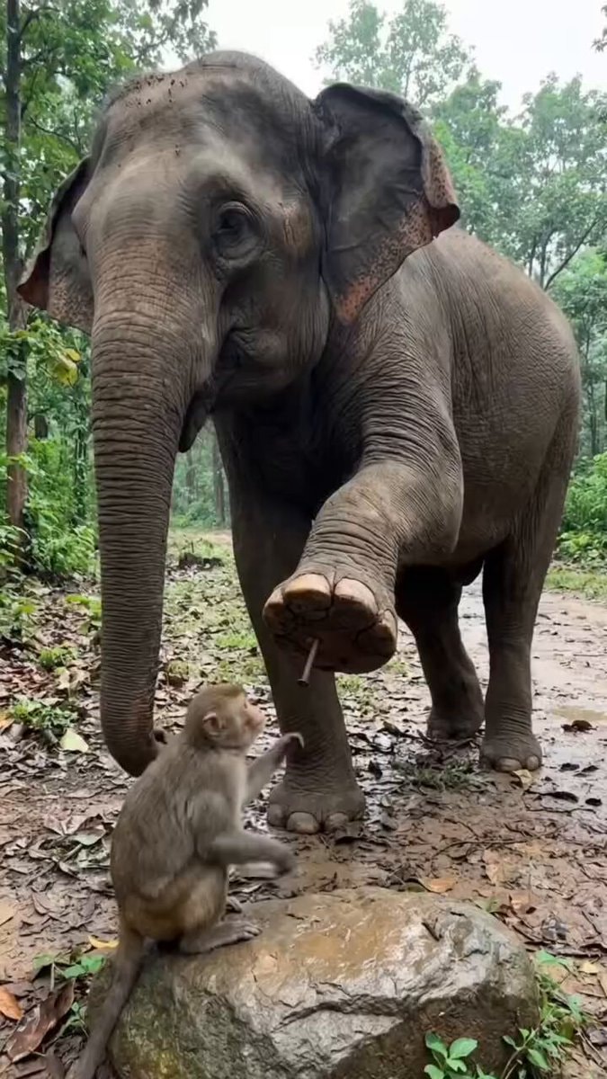 elephant and monkey friendship