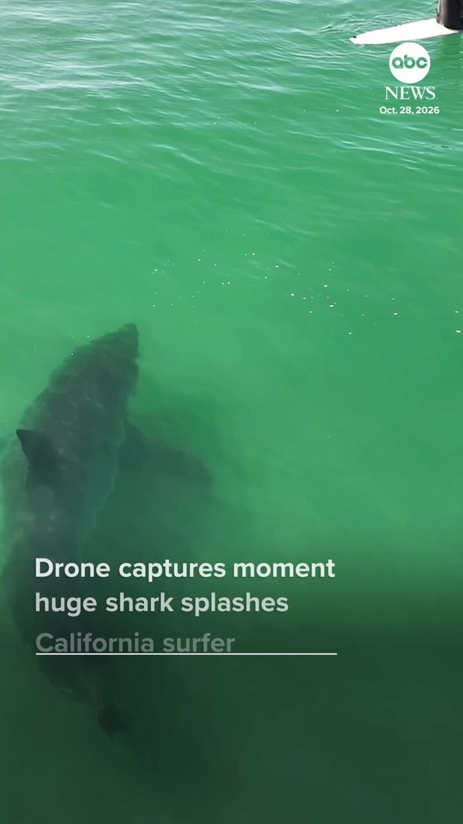 Shark strikes surfer California drone footage