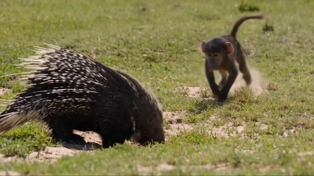 porcupine vs baboon