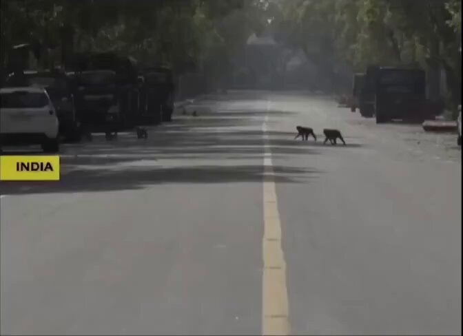 2020 animals back on streets