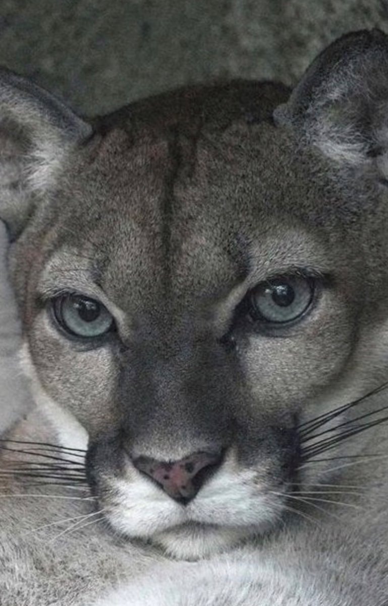 Scared baby animal and furious mom (photo 2 of 2)