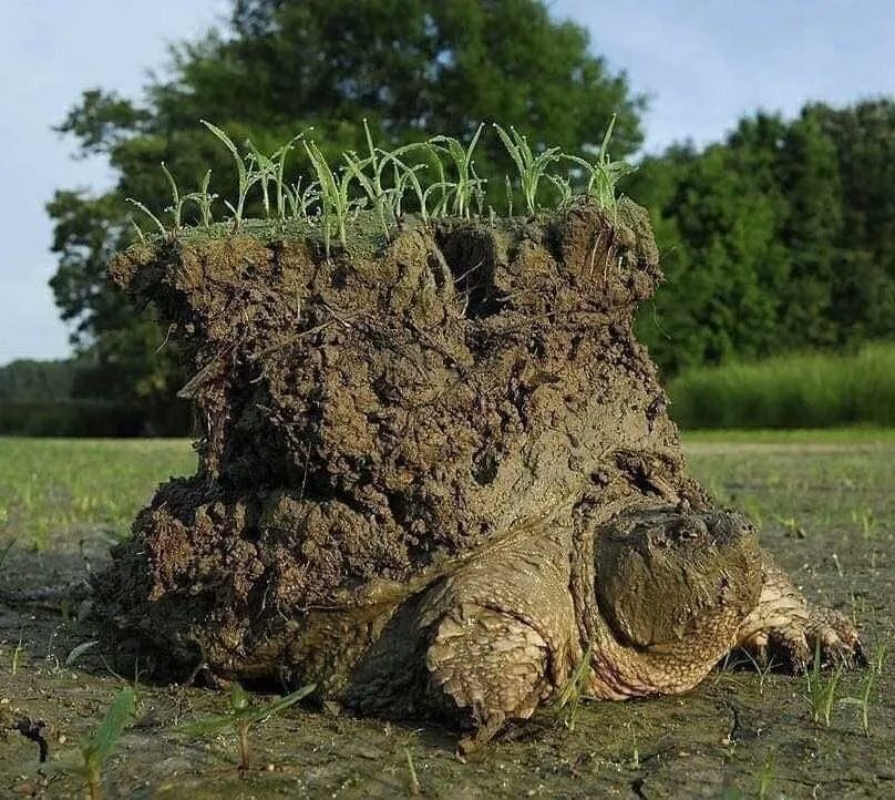 Snapping turtle earth shell