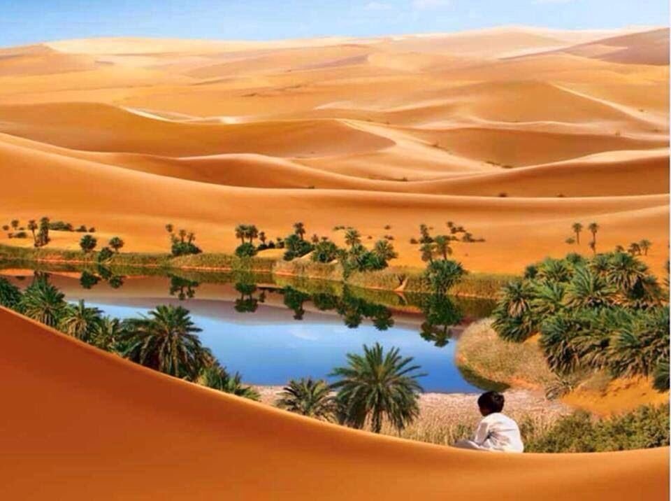 libya desert oasis camels (photo 2 of 4)
