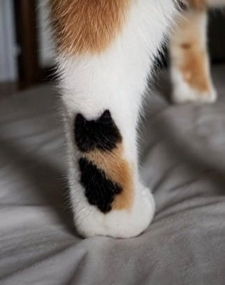 new calico cat paw