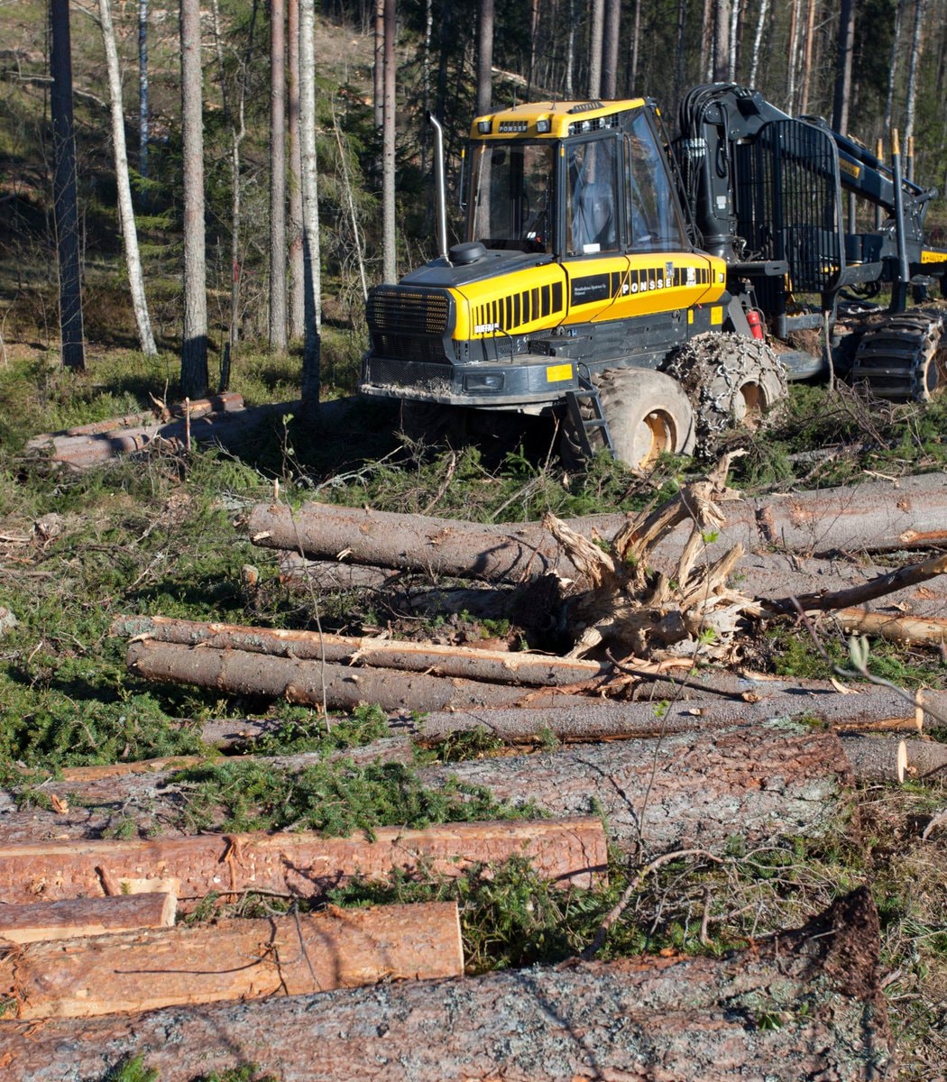 Wolves in Finland and Google data centers (photo 2 of 2)