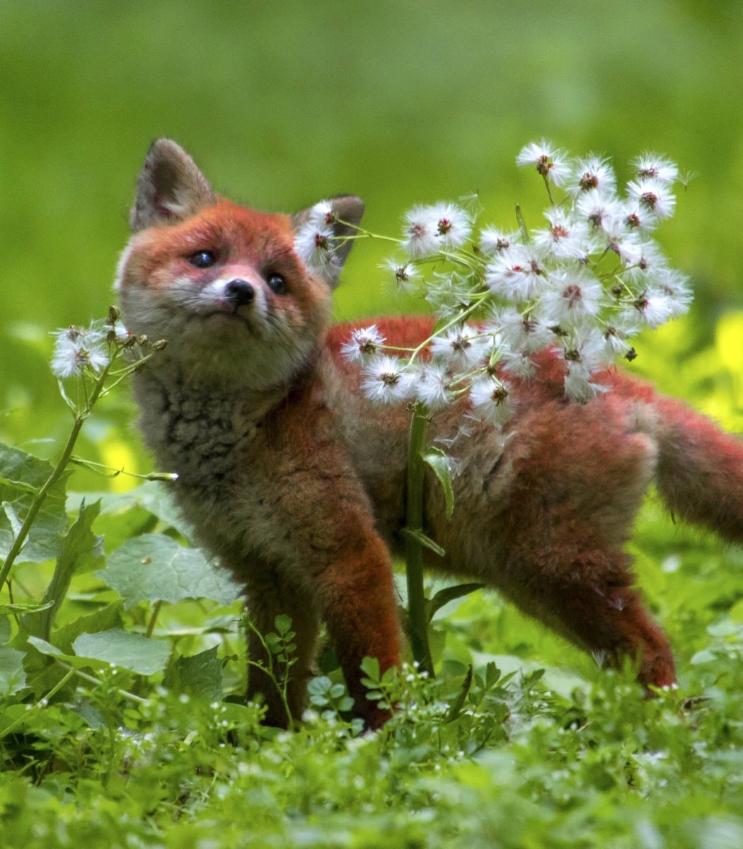 Switzerland fur import ban