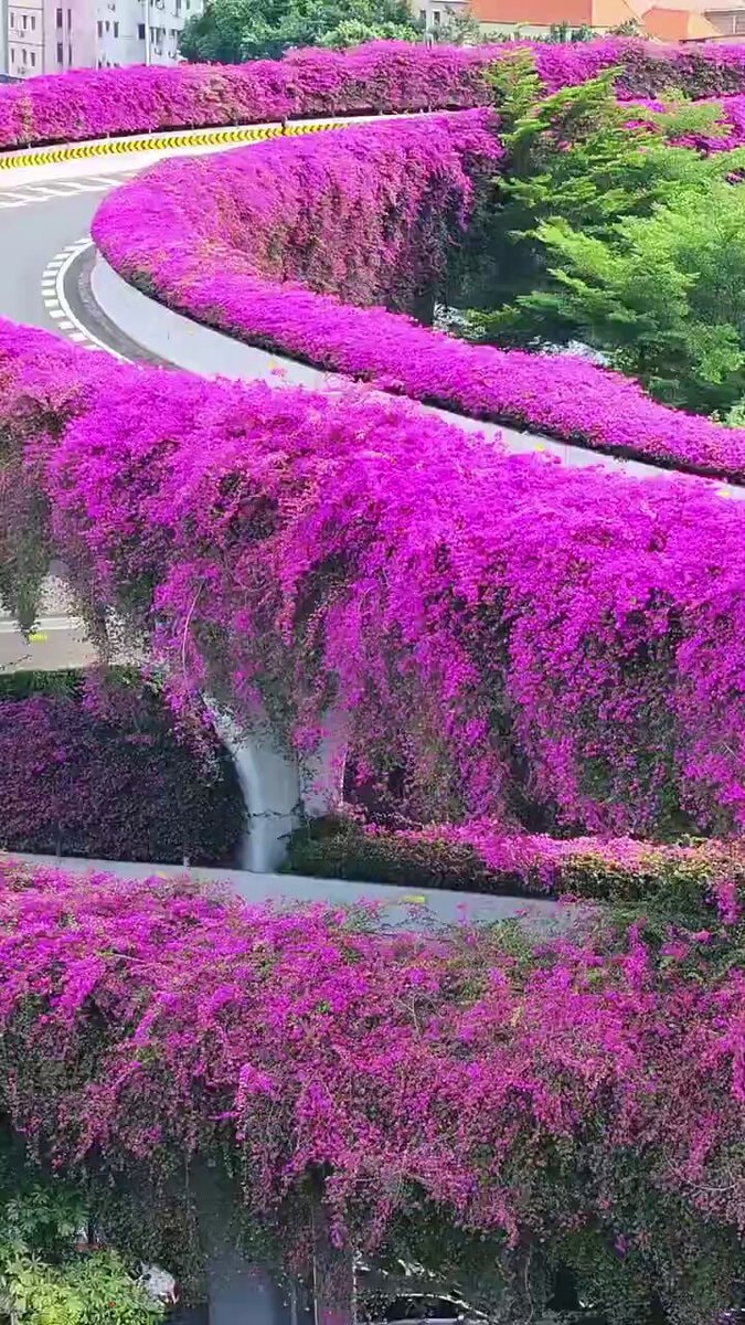 Bougainvillea bloom Guangzhou
