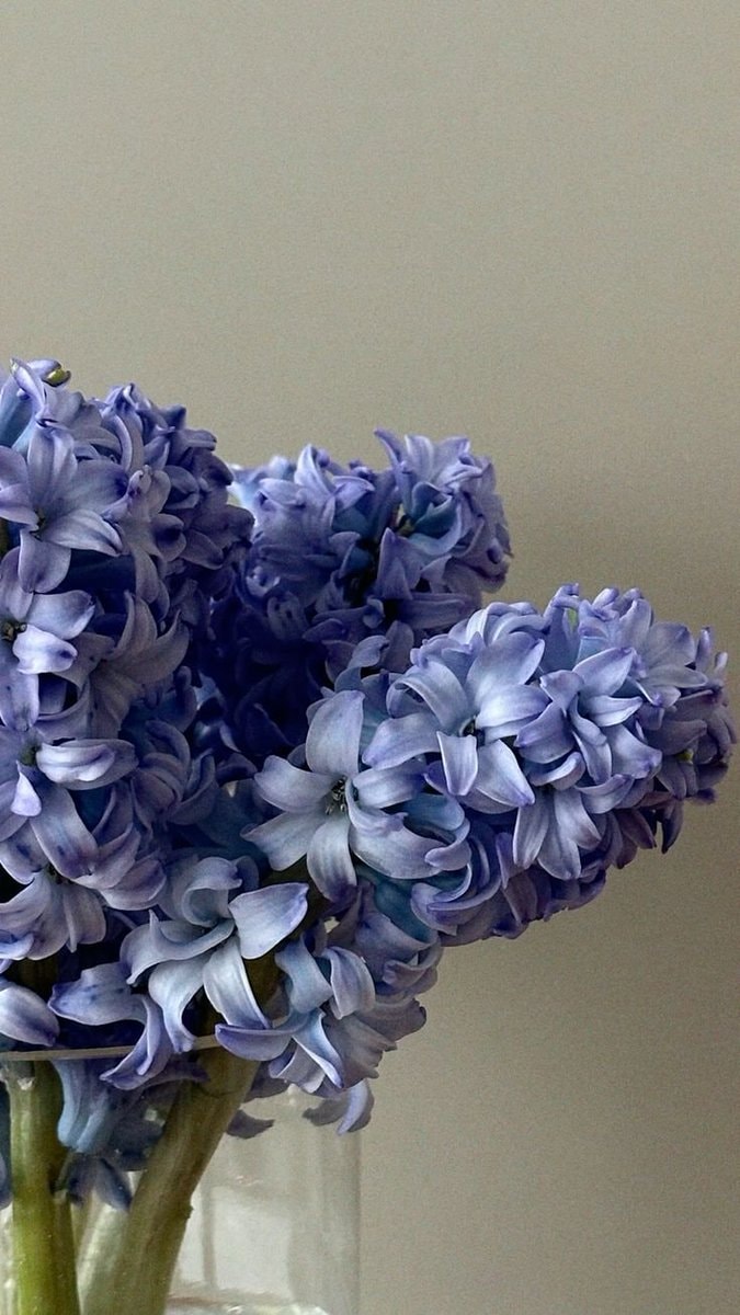 Hyacinths bouquet (photo 4 of 4)