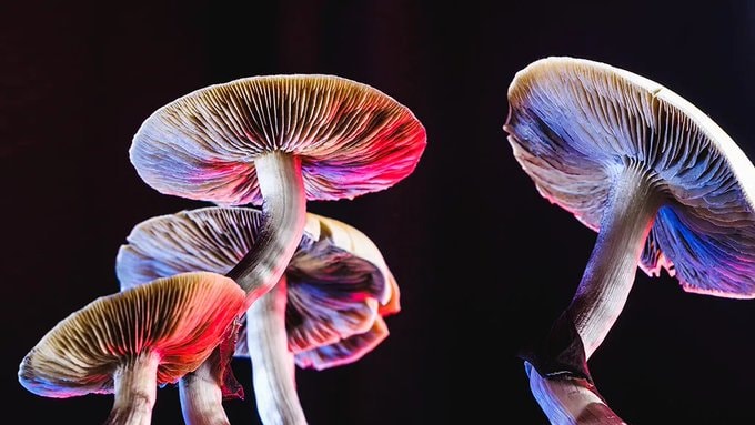 psilocybin study cell lifespan