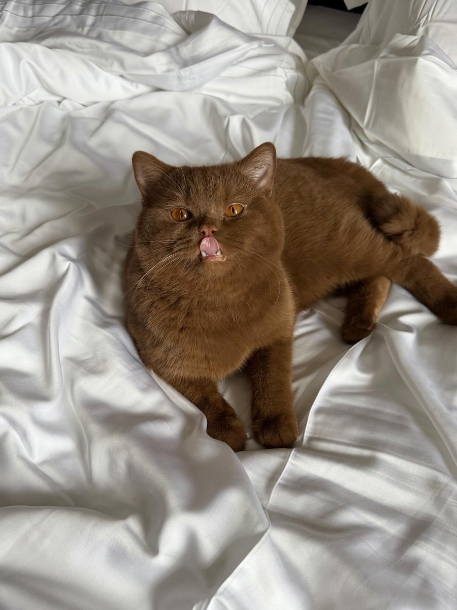 fluffy brown cat with orange eyes