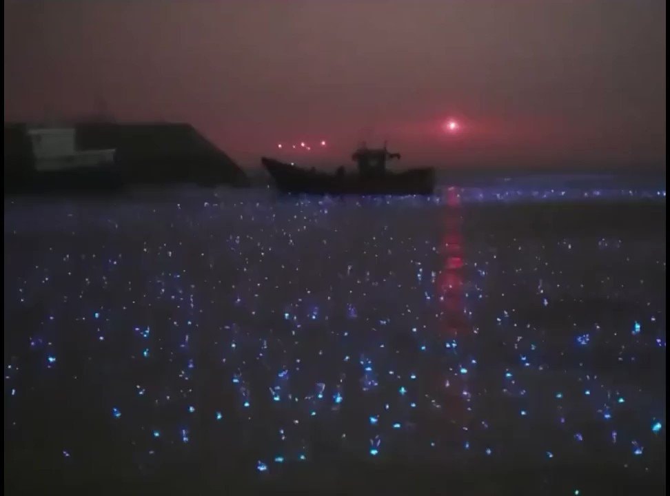 bioluminescence in the rain