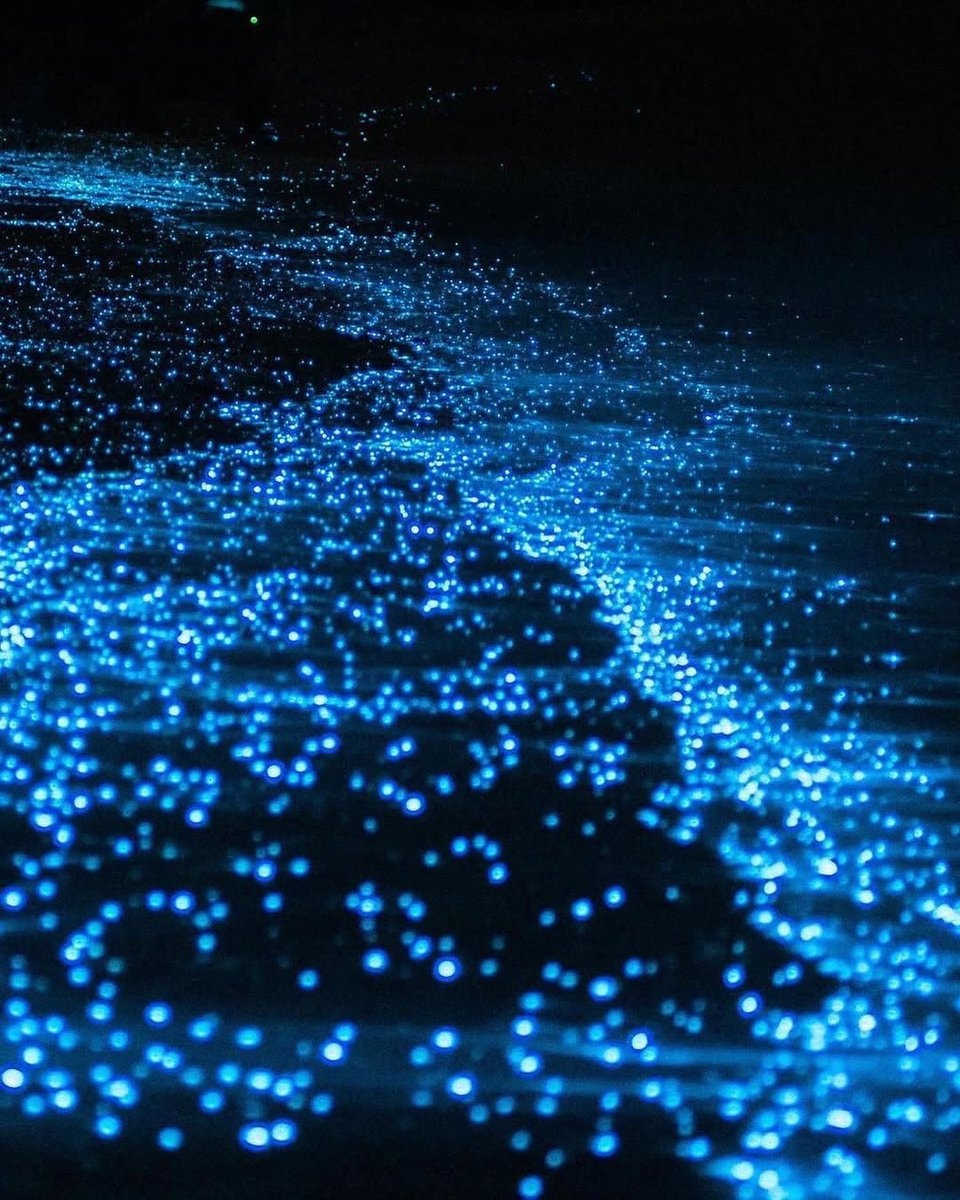 bioluminescent beach night (photo 4 of 4)