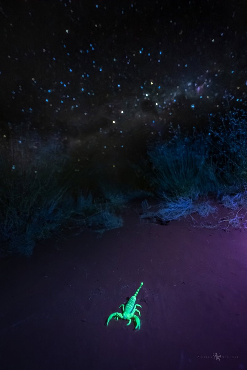 Glowing Scorpion Namibia Night Sky