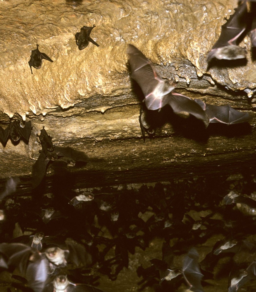 Wayne Manor Batman Begins status (photo 2 of 2)