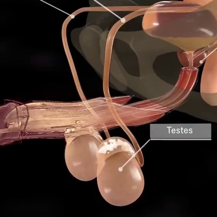 Fertilization to Childbirth by Dandelion Medical Animation