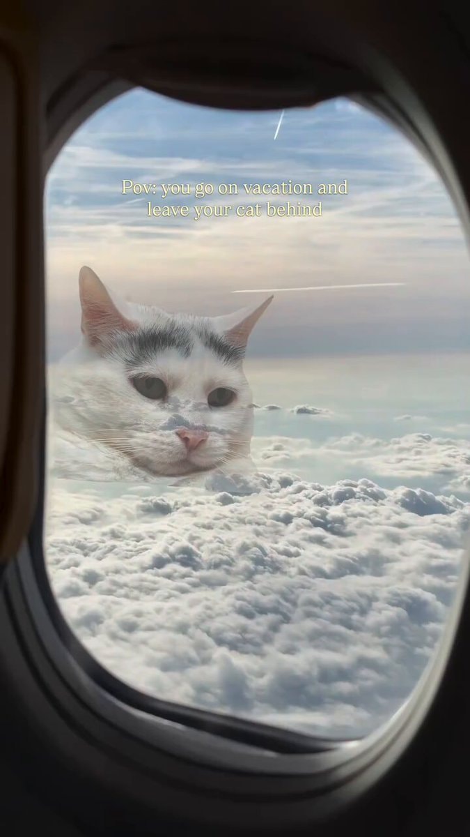 Giant cat meme leaving cat behind