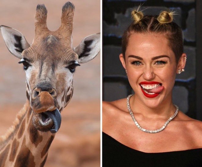 giraffe and miley cyrus