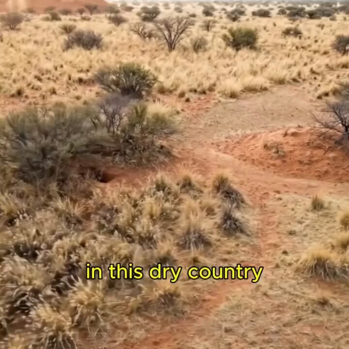 Honey badger and caracal survival in Africa