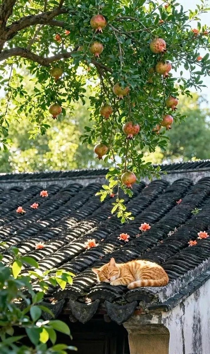 Ginger cat on tiled roof with pomegranates