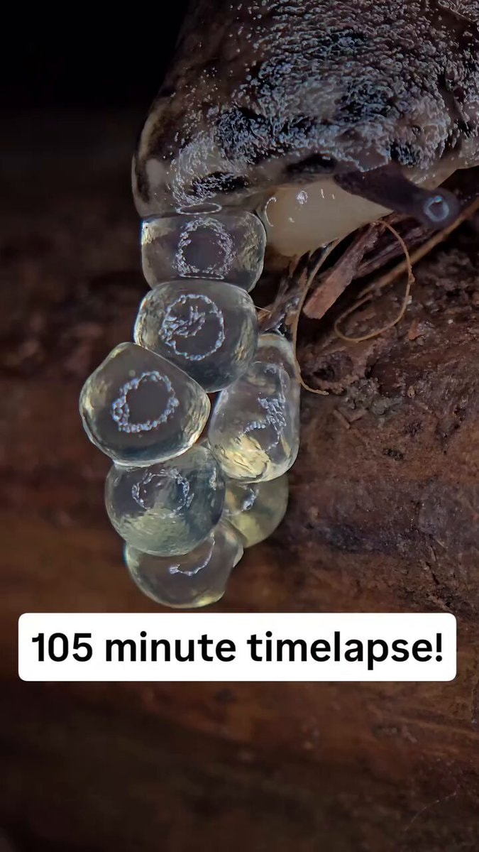 incredible boba machine