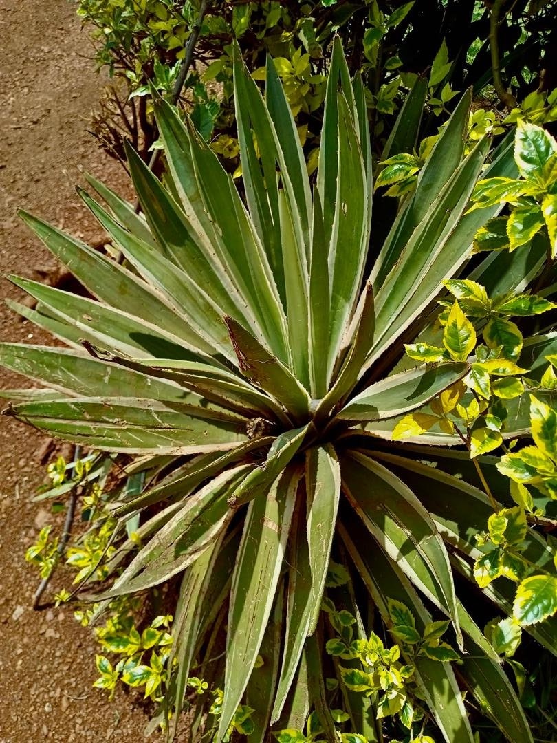 large agave plant