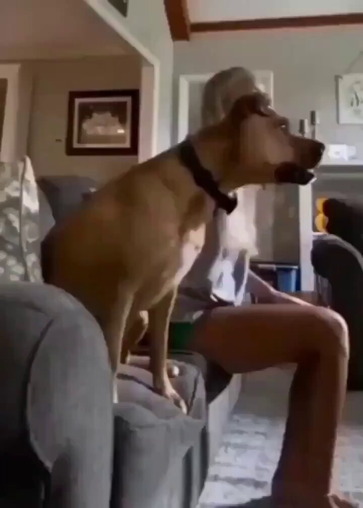 Dog fanatic fan moment