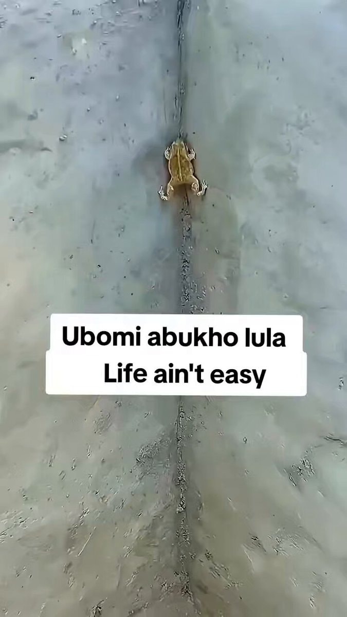 sad frog moment
