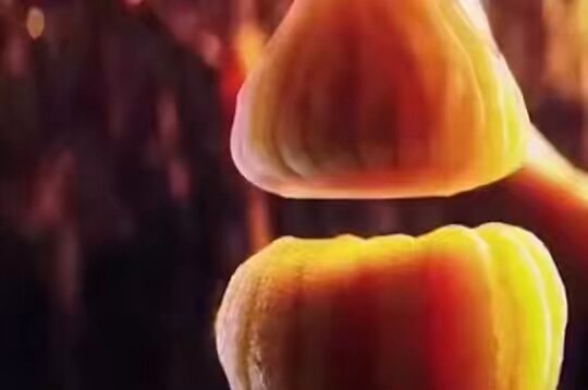 lifelong brain learning biology