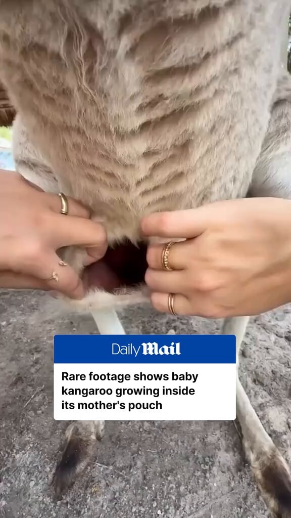 Baby kangaroo growing inside pouch