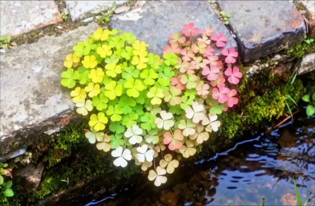 Heart-shaped clover by a stream
