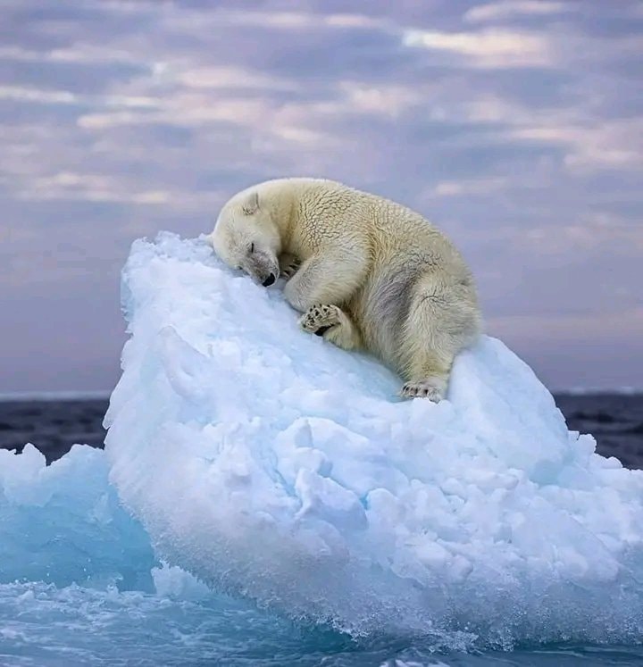 Nima Sarikhani Ice Bed winner