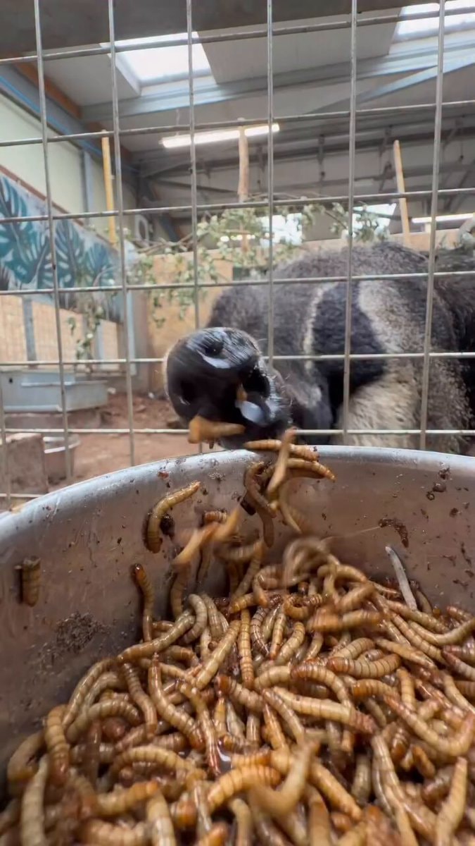 Zena and Emiel eating mealworms