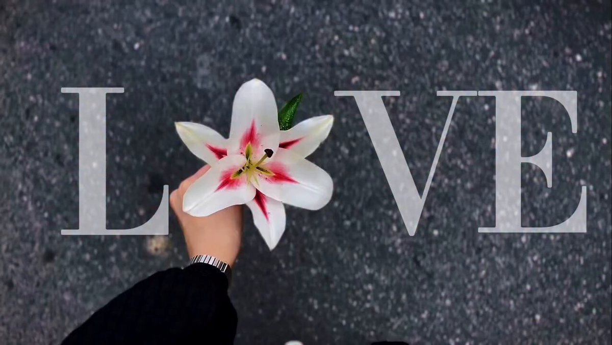 white lily with red accents white lily with red accents