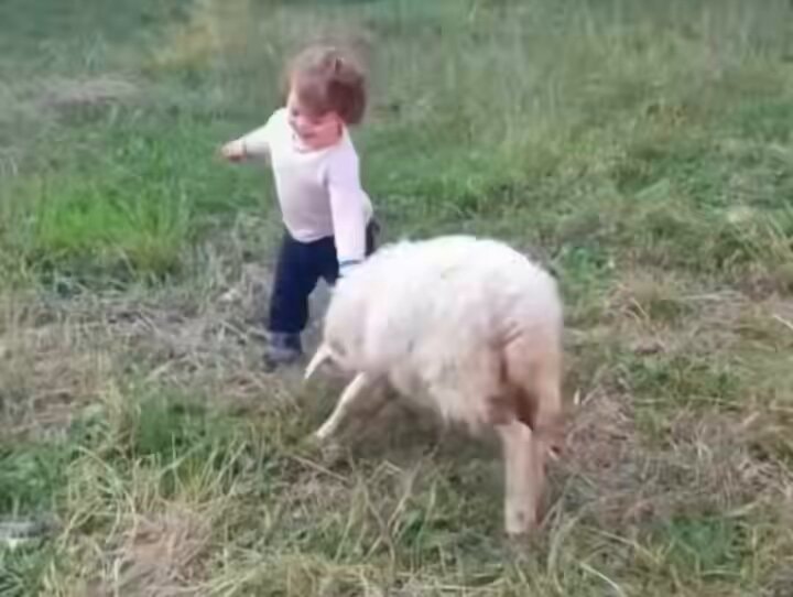 Sheep learns to play gently with child