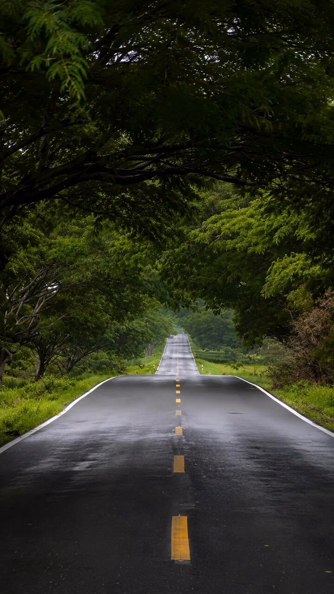 Scenic tree-lined road