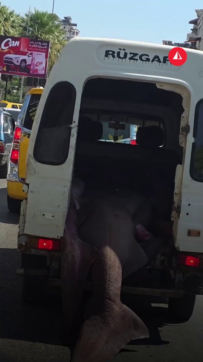 Shark transport Latakia Syria