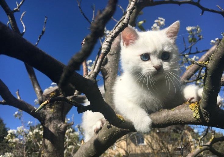 White kitten on tree branch (photo 3 of 4)