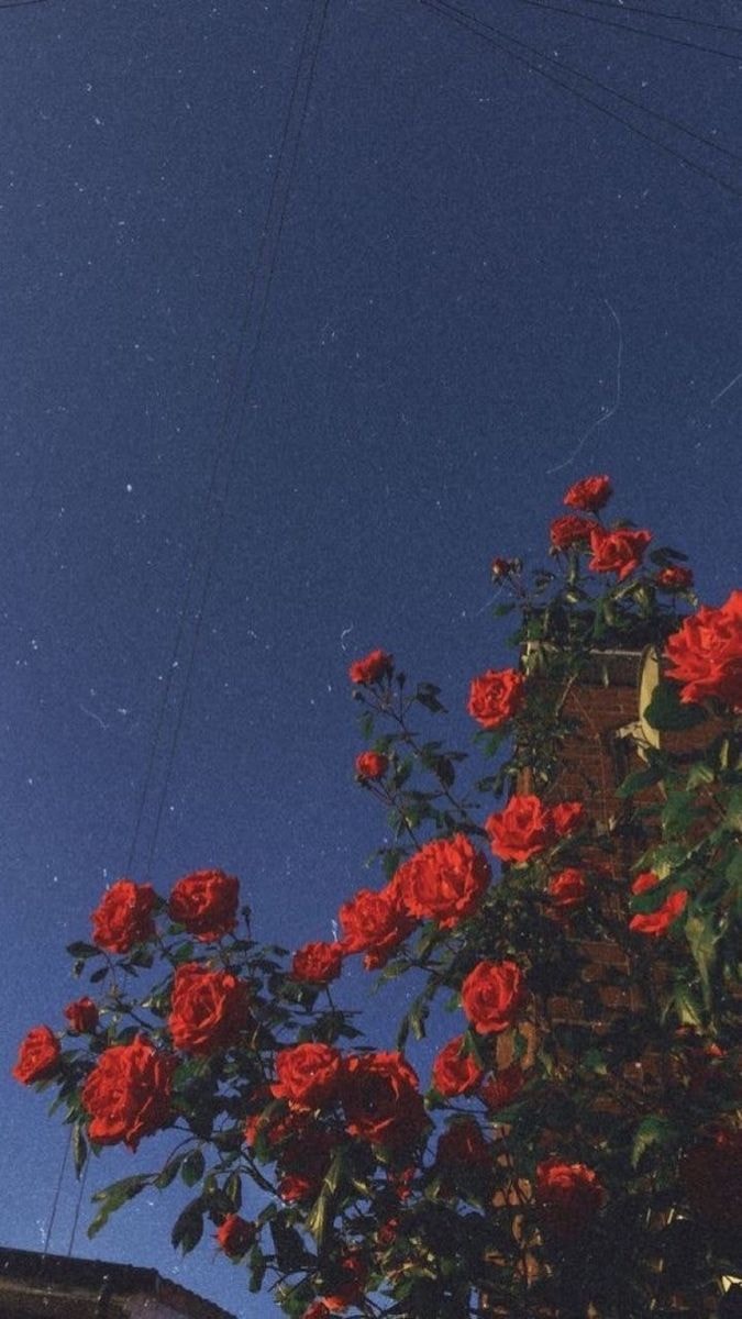 Red rose against blue sky vintage (photo 2 of 2)