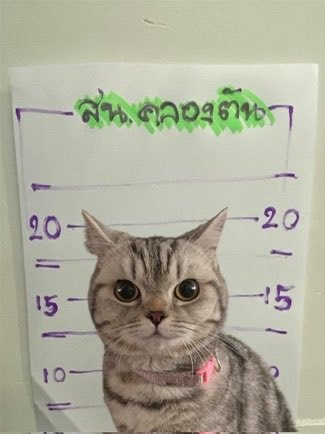 Thailand cat repeat offender (photo 2 of 2)
