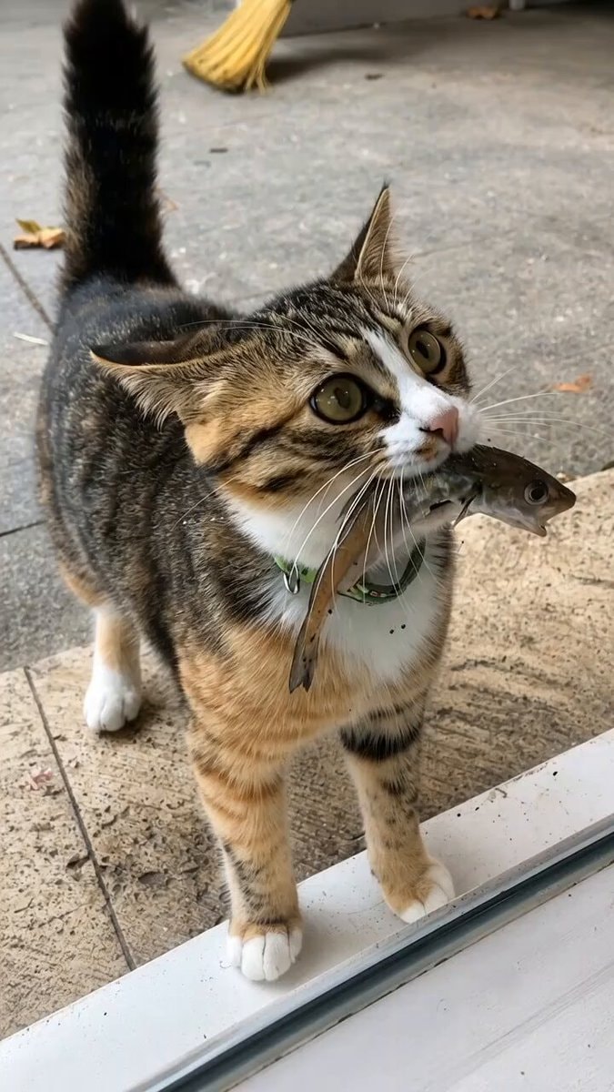 Cat brings dinner to Márcia