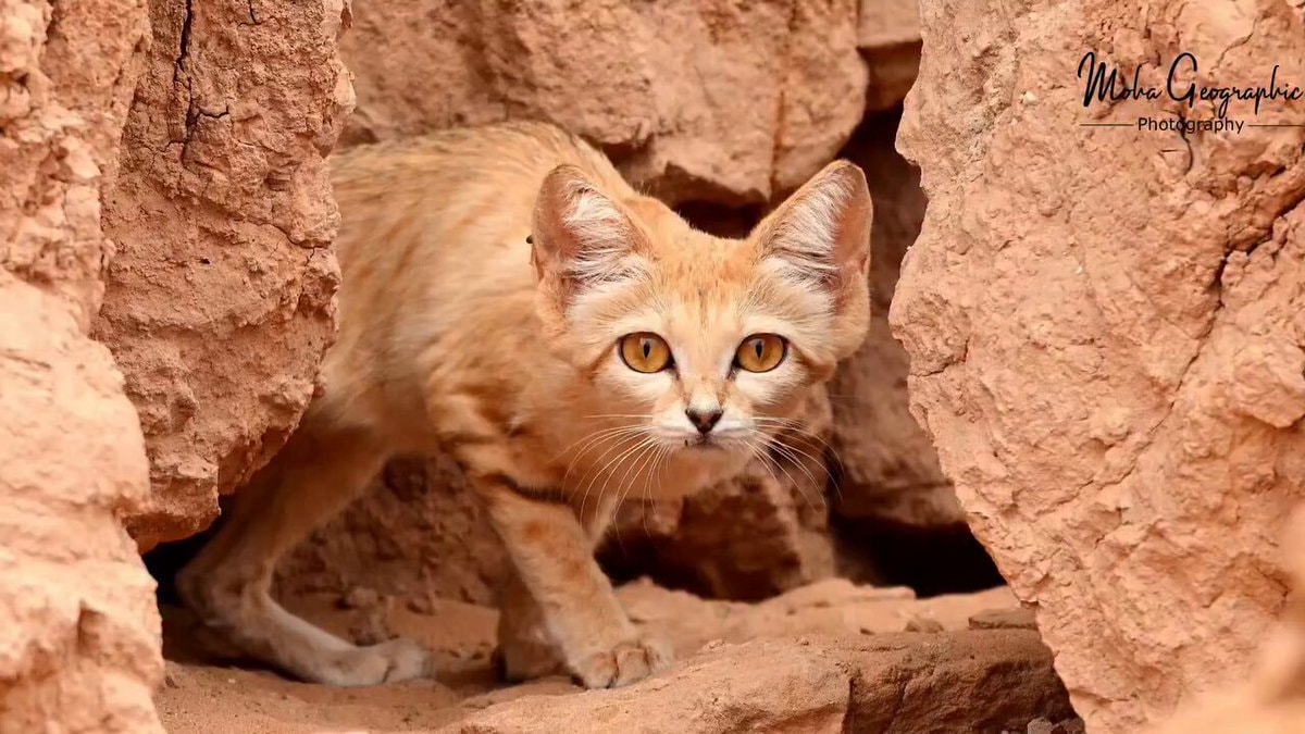 sand cat with kittens