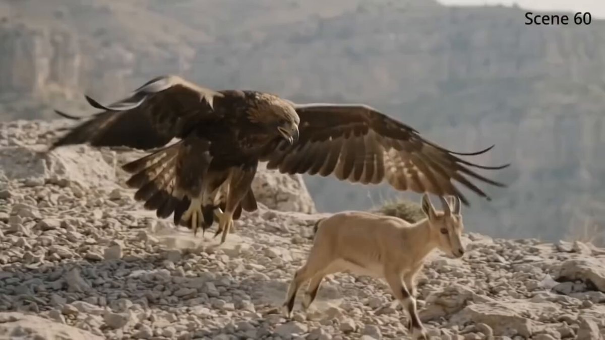 Golden eagle hunts ibex kids
